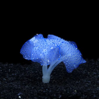 Aquarium Aquarium Deko mit Fluoreszenzeffekt Silikon Leuchten           