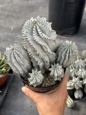 Euphorbia Snowflake Cluster  - 5” Pot