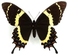 PAPILIO GARAMAS TAPATIO FEMALE FORM HOMEROIDES FROM SINALOA, MEXICO