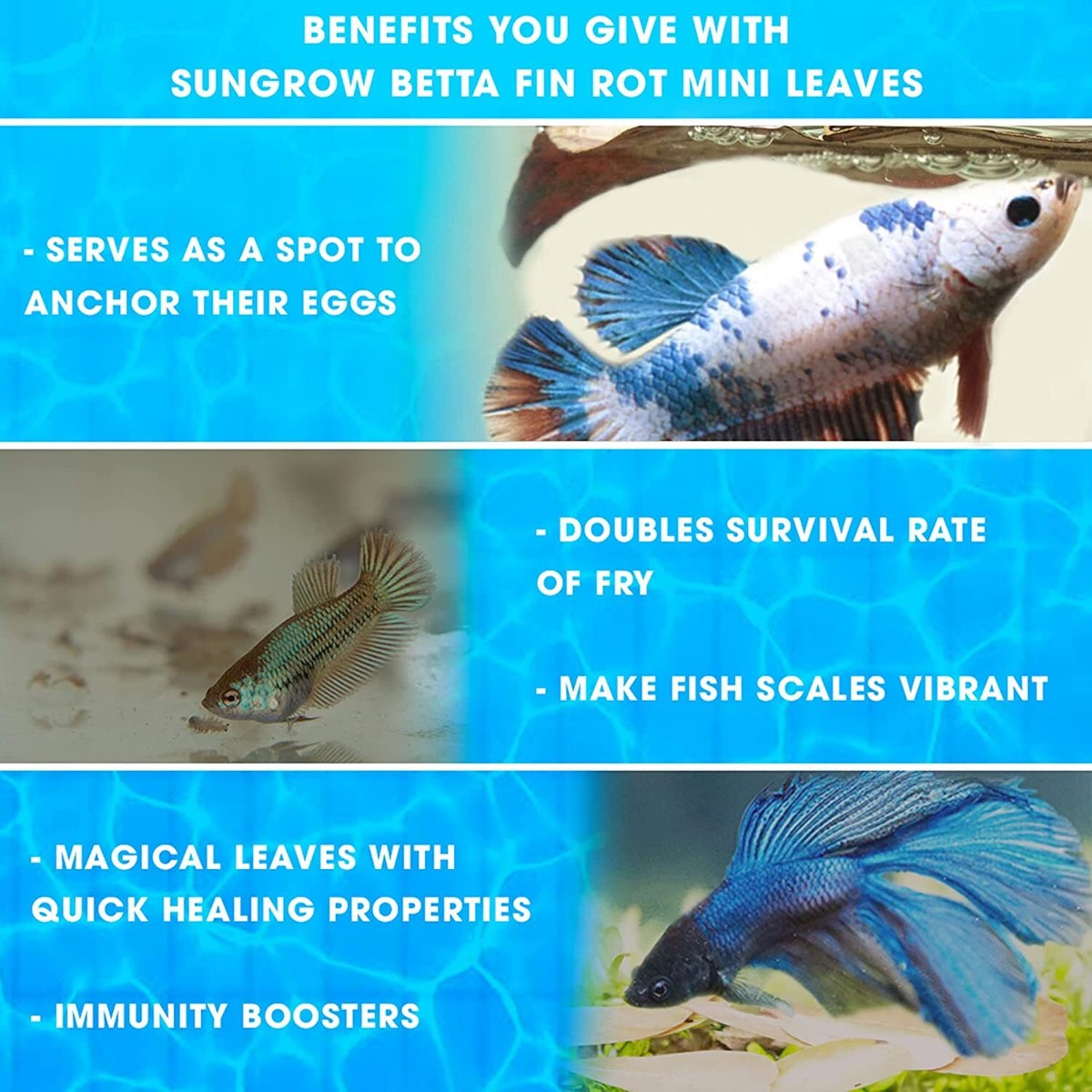 SunGrow 50 Pack Betta Fin Rot Medicinal Leaves, 2”, Aquarium Water