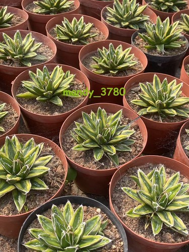 8-10cm Sukkulenten Pflanzen Agave victoriae-reginae 'Kizan' Garten schöne Pflanzen - Bild 5 von 5