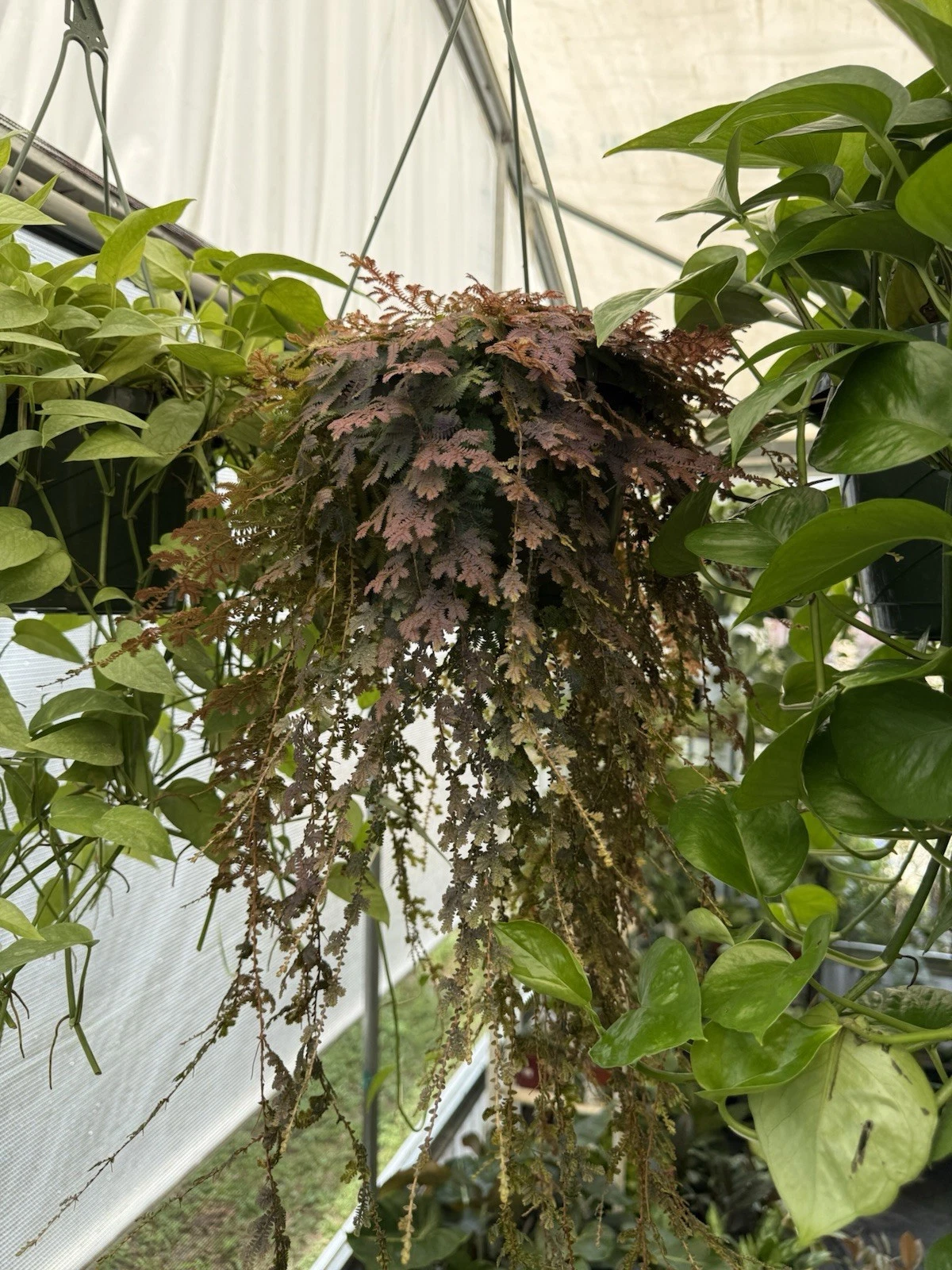 Blue Spikemoss Plant Basket