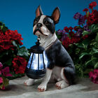 Adorable Boston Terrier Dog Garden Sculpture Holding Solar Lighted Lantern