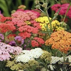 100+ Yarrow  COLORADO Mix Seeds | Perennial Wildflower Xeriscaping Non-GMO USA