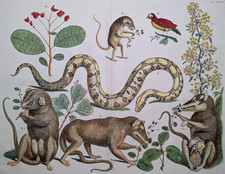 Albertus Seba 1734 - Opossum, Boa constrictor - elaborato - raro - colore antico