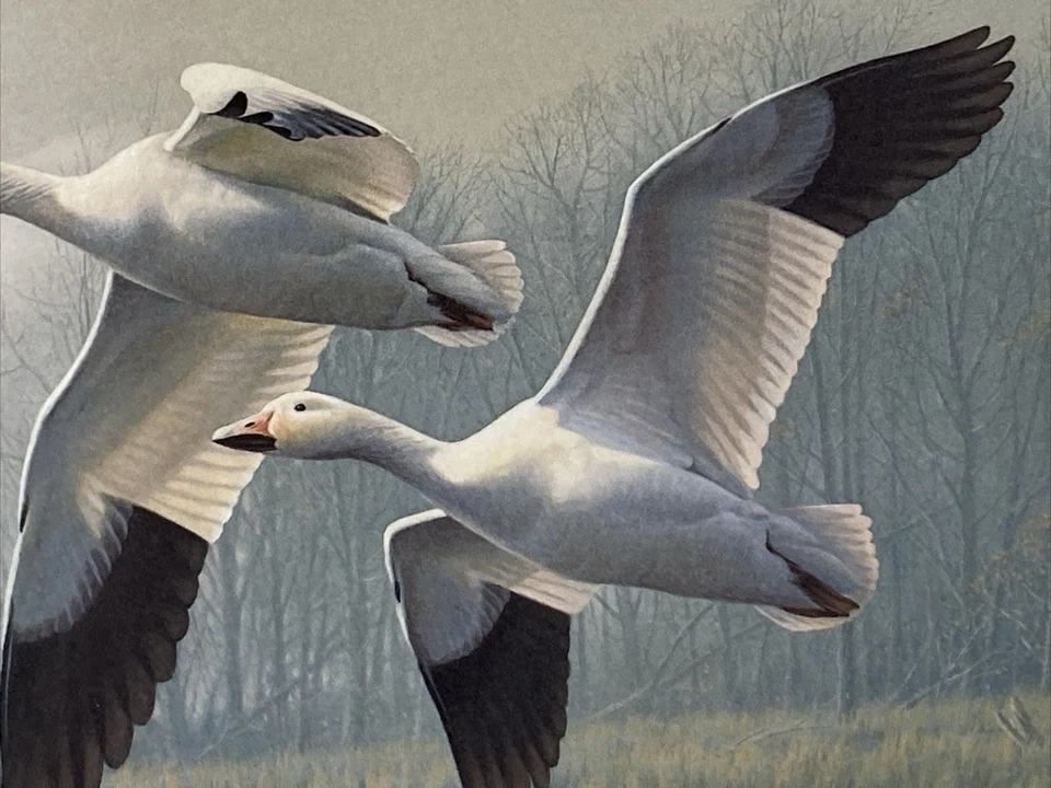 1989 NEW JERSEY State Duck Waterfowl Stamp Print DANIEL SMITH Signed 6171 FRAMED - Image 4 of 4