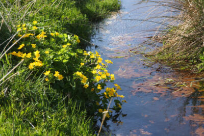 Photo 6x4 Marsh marigolds (Caltha palustris) Kirkwall These flowers are v c2009