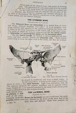 Palmer GREEN BOOK ANATOMY By Mabel H. Palmer - Hardcover Original Green Book