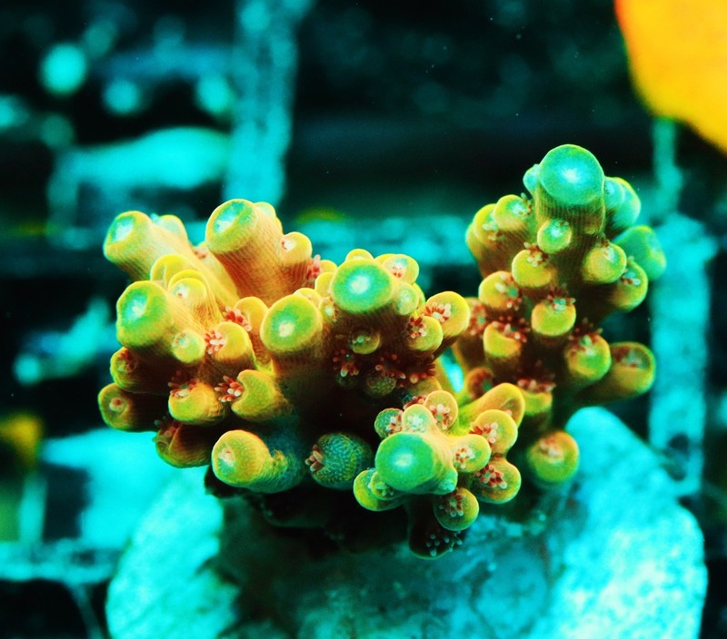 Bleeding Avengers Acropora Frag Zoanthids Zoa Paly SPS LPS Corals, WYSIWYG