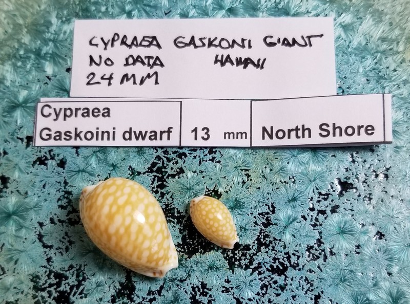 2 Cypraea Gaskoini Giant & Dwarf Shell Private Collection