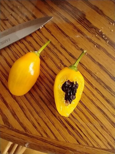 Manzano Pepper Yellow Teardrop 24 seeds FREE DELIVERY - Picture 10 of 23