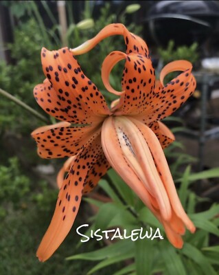 Double Orange Tiger lily (3) Bulbs | eBay