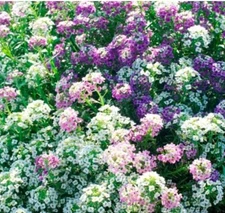 Alyssum MAGIC CIRCLE MIX Trailing Groundcover Pink Purple+ Non-GMO 1000 Seeds!