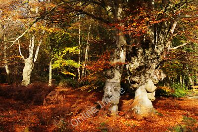 Photo 12x8 Beech Trees in Epping Forest Loughton/TQ4396 This area of Eppi c2010