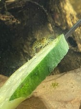 Aquarium Shrimp Adults And Babies quantity 10 1