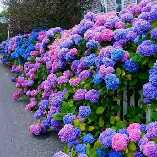 20Pcs EXOTIC RARE HYDRANGEA SEEDS for garden flower beds plant bush seeds - Picture 19 of 43