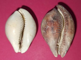 ??? DEUX Bernaya angystoma ??? Boury en Vexin lutetien inférieur