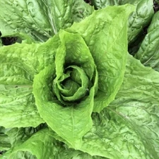 Sugar Loaf Endive Seeds | NON-GMO | Heirloom | Fresh Garden Seeds