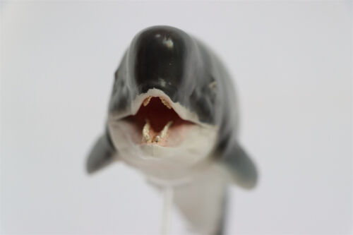 PNSO Livyatan Melvillei 56 Figure Marine Mammals Adult Kid Animal Model Toy Gift - Picture 19 of 19