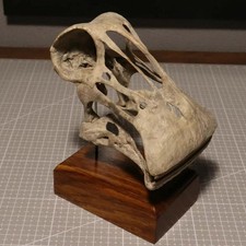 Nigersaurus Skull Dinosaur Statue 3D Printed Model Painted Model Display US