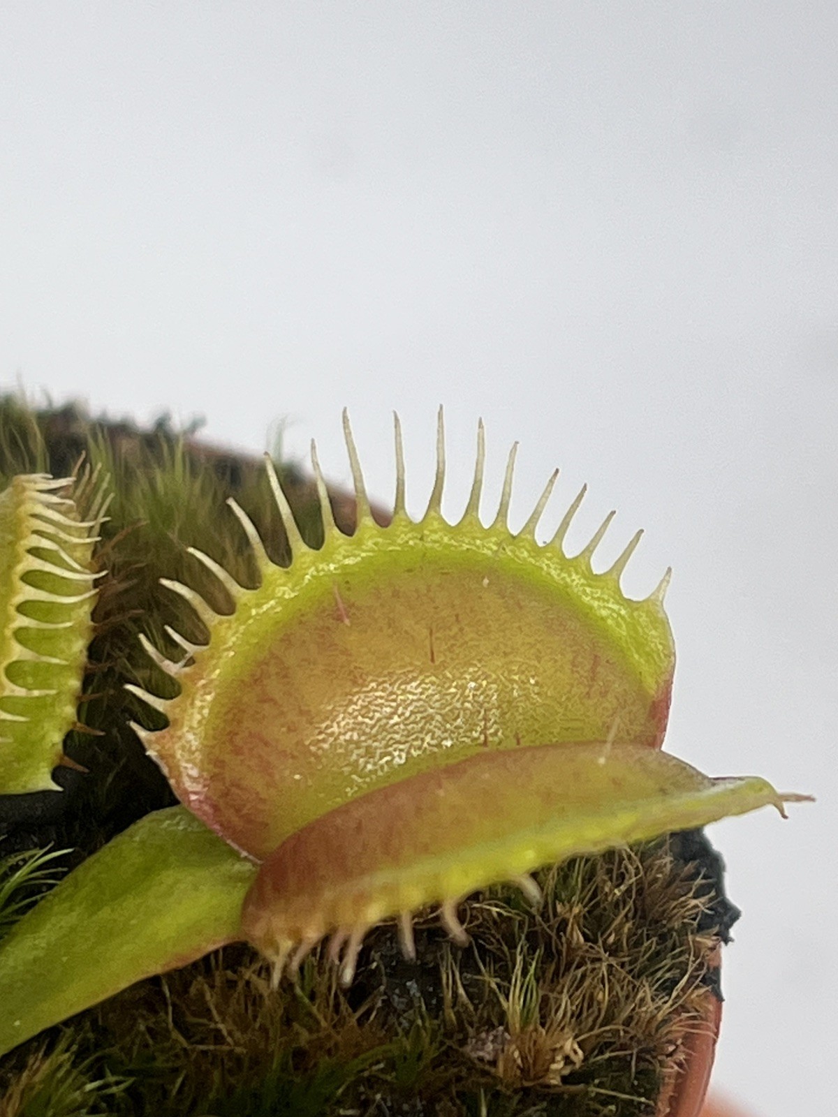 Venus Flytrap - Galaxy