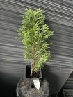 Emerald Green Arborvitae — photo 1