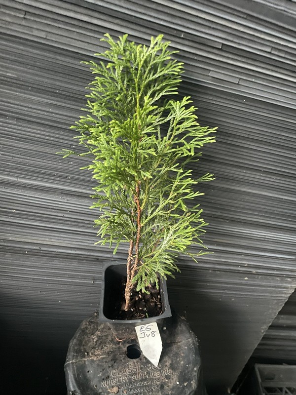 Emerald Green Arborvitae