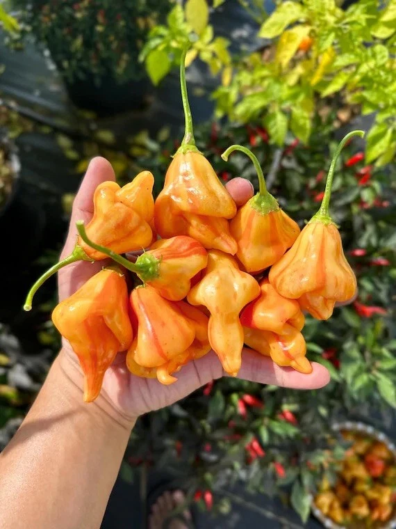 20% OFF VALUE BUNDLE, 12 organic hot pepper varieties, hot pepper seeds - Image 3 of 4