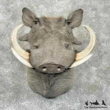#30376 WC | African Warthog Shoulder Taxidermy Mount For Sale