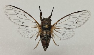 Tettigettula pygmea 3 Cigale pygmée France 2025 A1 petite tache aile