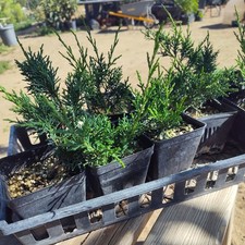 Shimpaku Juniper Pre Bonsai Juniperus Chinensis Shimpaku