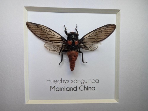 Huechys sanguinea, Taxidermie, Blutrote Zikade, Entomologie vorhanden, Käfer - Bild 5 von 7