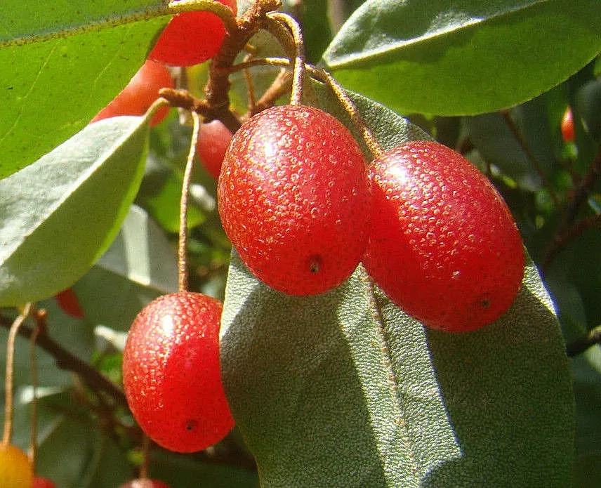 Image of Elaeagnus multiflora fruits bird