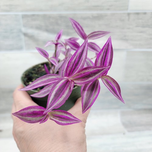 Tradescantia Zebrina Wandering Jew – Fast-Growing Trailing Plant in 4 inch pot - Picture 11 of 14