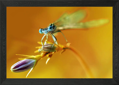 Blaue Libelle auf lila Blume gerahmtes Wandbild Poster Leinwanddruck Bild