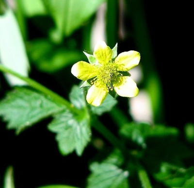 Foto 6x4 Holz Avens (Geum urbanum) - Blumenhedell auch bekannt als Kraut B c2017