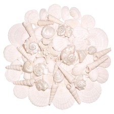 Silver White Sea Shell Mixed Ocean Shells Set, 1.2"-2.6" Various Sizes Natura...