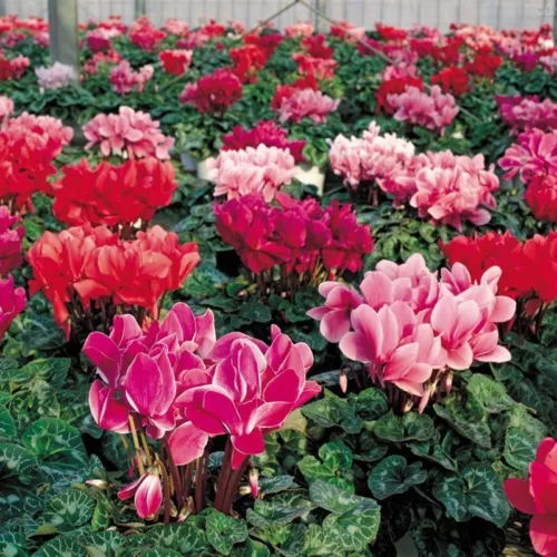 10 Mix Cyclamen Seeds Sowbread Seed Bonsai Garden Flower - Picture 6 of 6