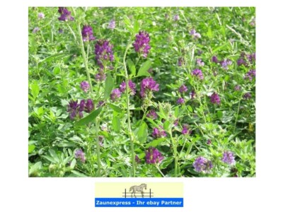 10,98 /kg 5kg Sack Luzerne Saat Hummelwiese ewiger Klee Saatgut Futterluzerne