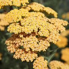 Terracotta Yarrow Sneezewort Perennials Flowering Plants Achillea 2L Pot