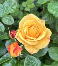 DEAR JOHN - Fragrant Yellow Floribunda Rose -  4 Ltr POTTED