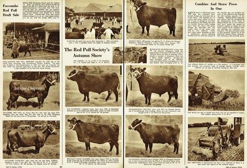 Red Poll Cattle Society Show / Sale Faccombe Herd 1952 2 Page Photo Article Q729 - Picture 2 of 2