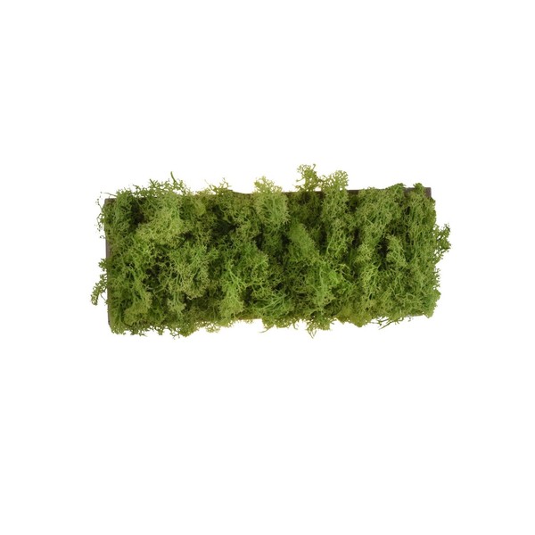 Led Wandleuchte Up Down 3000 K 32 Cm Breit Echtes Moos Wand Lampe Innen-image