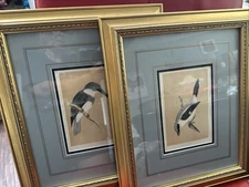 Two Framed Original C. 1870 Print & Description - Morris' British Birds