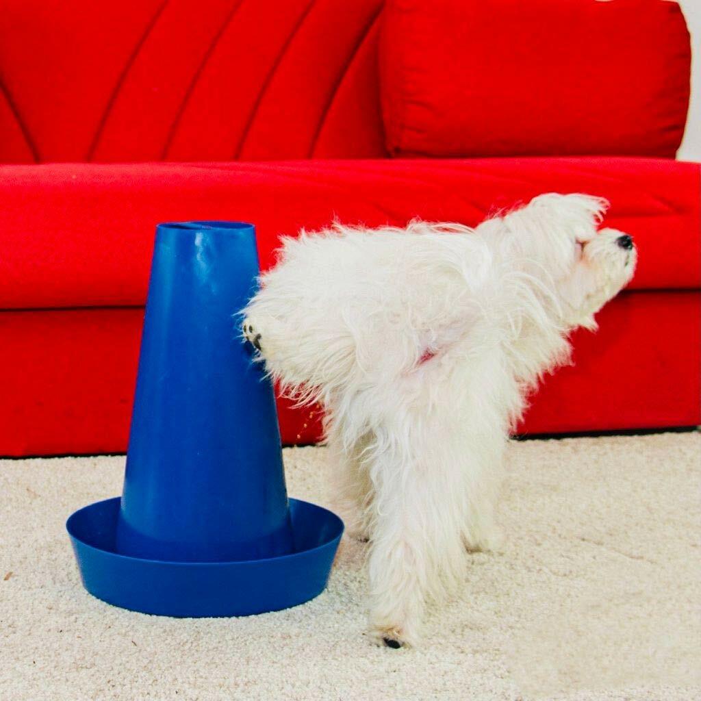 PIPPI Cono Traversine Orinatoio per Cani Maschi foto 3