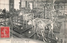 94 ALFORT SKELETTSAAL