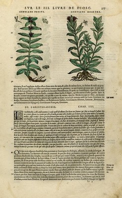Antique Print-Botany-Gentian-Birthwort-Mattioli-p. 377-Anonymous-1572