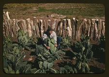 Mr. Leatherman, homesteader, tying up cauliflower, Pie Town, New Mexico
