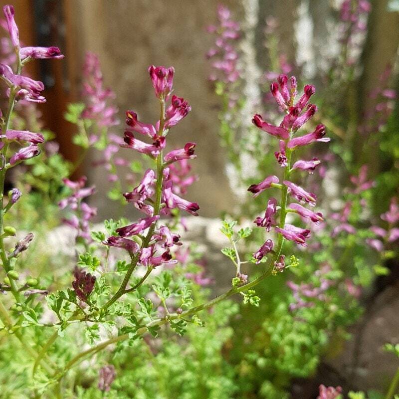 Graines de Fumeterre Fumaria officinalis semences pour herboriste et jardin bio