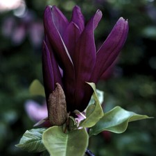 Magnolia 'Black Beauty', Established Plant in 2L Pot, Ready to Plant, Flowering
